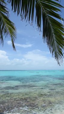 Vertical HD footage of a palm leaf swaying in the wind on a tropical beach against the Caribbean Sea in Mexico