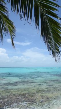 Vertical HD footage of a palm leaf swaying in the wind on a tropical beach against the Caribbean Sea in Mexico