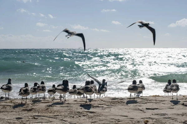 Blurred Group Seagulls Rest Tropical Beach Selective Focus Riviera Maya — Photo