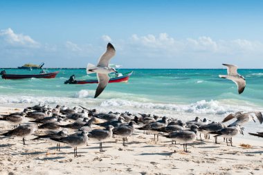 Seagulls rest on a tropical beach, in the background fishing boats moored. Out of focus.