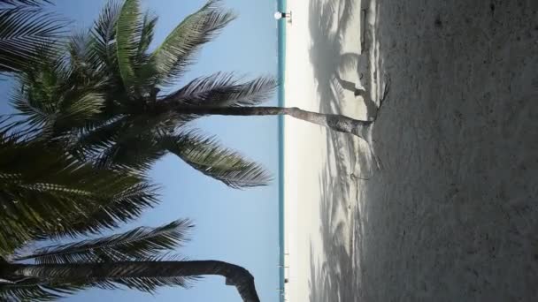 Background Deserted Caribbean Beach Coconut Palm Swaying Wind Travel Vacation — Stockvideo