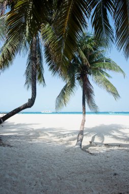 Meksika 'daki Mujeres Adası' nın arka planında Hindistan cevizi palmiyeleri ve Karayip Denizi olan tropikal bir sahilin dikey manzarası.