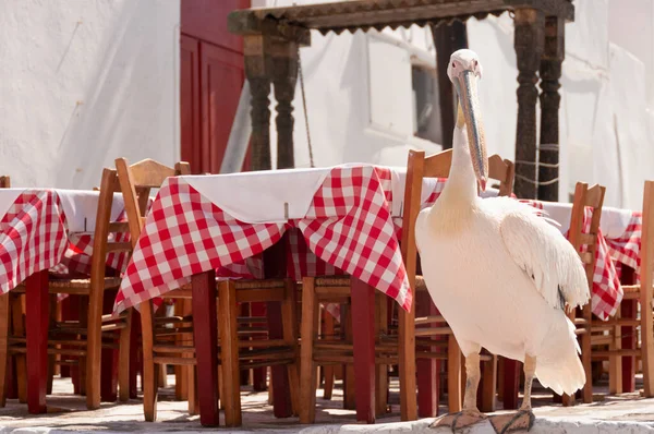 Nahaufnahme Eines Weißen Pelikans Dorf Chora Auf Der Insel Mykonos — Stockfoto