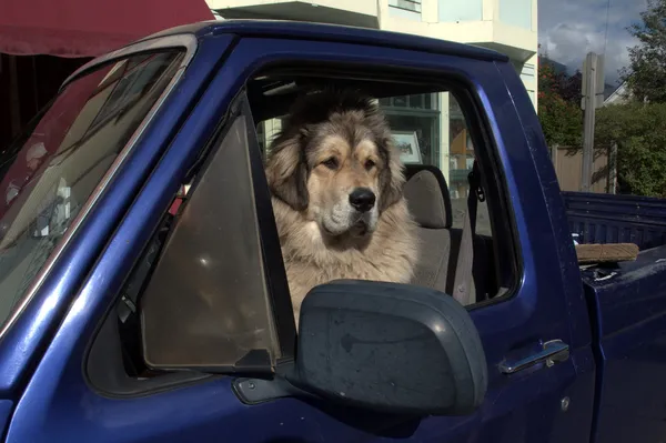 Hund i kontroll av en pick up truck i Skagway, Alaska — Stockfoto