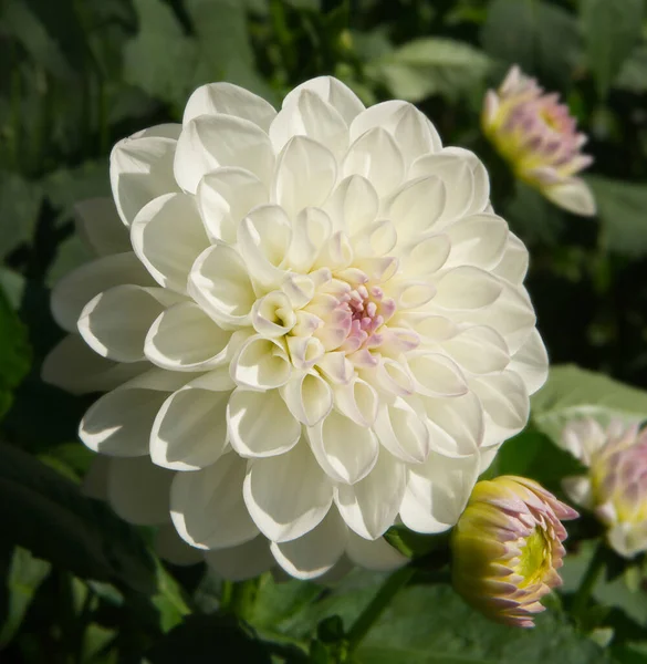 Une Fleur Blanche Décorative Dahlia Des Bourgeons Nommés Eveline Feuillage — Photo