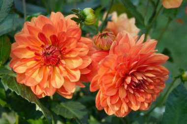 Voits İdeal isimli iki turuncu renkli Dahlia çiçeği ve tomurcuğuna yakın plan. Açık hava, yeşillik arka plan.