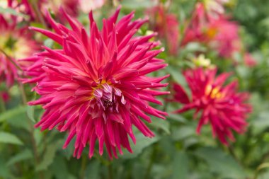 Bulanık bir arka planda pembe bir Kaktüs Dahlia çiçeğine yakın plan. Gün ışığı.