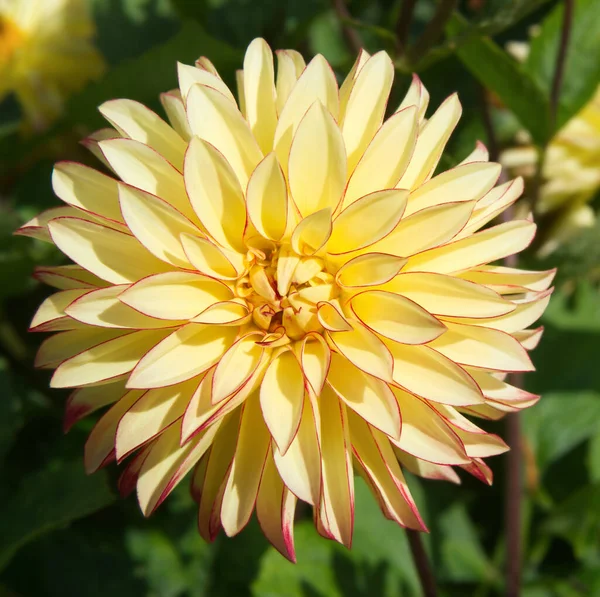 Yellow Stellar Dahlia Blossom Red Pink Edges Blurred Foliage Background Royalty Free Stock Images