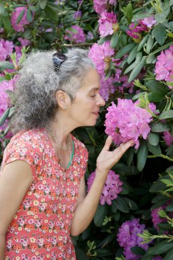 50 yaşın üzerinde beyaz saçlı bir kadın bir Rhododendron çalısının yanında duruyor ve morumsu corolla kokusu alıyor..