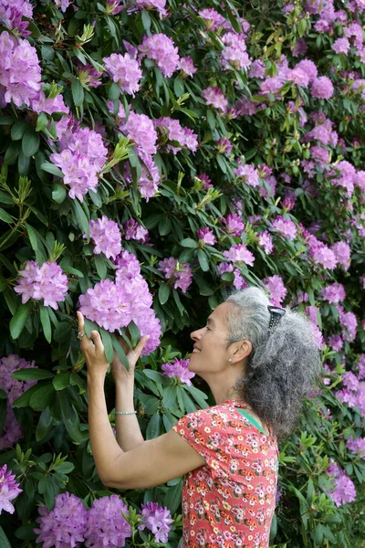 一位50多岁的妇女正在欣赏罗杜鹃灌木中盛开的洋红色花朵 — 图库照片