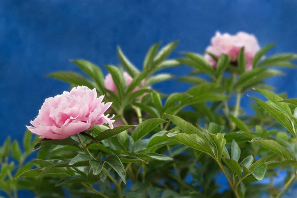 Rosa Peônia Flores Folhas Com Efeito Pintado Fundo Estruturado Azul — Fotografia de Stock