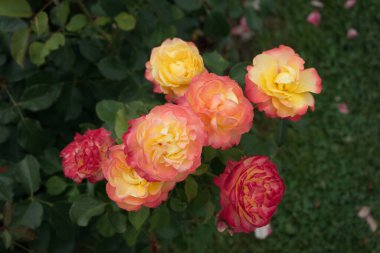 Sarı merkezli ve gül kırmızısı kenarlı gül çiçeklerine yakın plan. Yaprak arkaplanı.