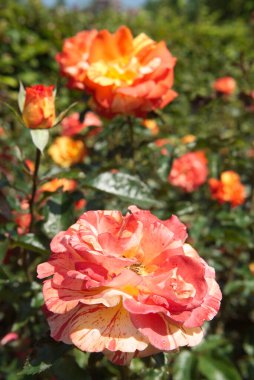 Çift renkli gül çiçeğinin yakın plan portakal sarısı renginde. Açık hava, bahçe, güneş ışığı.. 