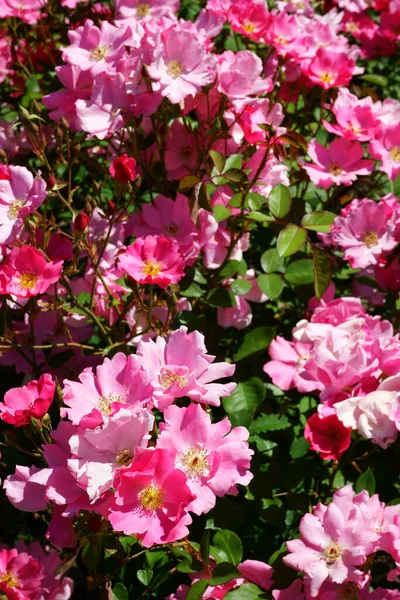 Carmone Pink Rose Blossoms Named Betty Prior Outdoor Sunlight — Stock Photo, Image