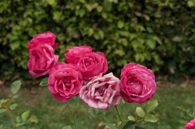Planten un Blomen adında bir grup olgun pembe güle yakından bakın. Açık hava, bahçe, gün ışığı. Çit arka planı. Boşluğu kopyala.