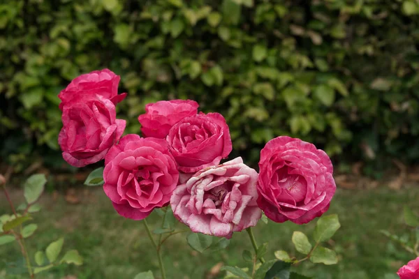 Close Bunch Mature Pink Roses Named Planten Blomen Outdoor Garden — Stock fotografie