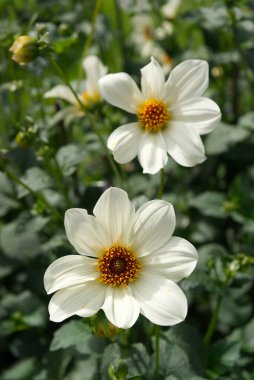 Close-up on a single-flowered dahlia blossom with yellow center named Atlantis. Outdoor, sunlight. Foliage background.