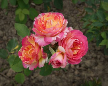 Marc Chagall adında pembe, beyaz ve sarı renkli bir demet gül. Masa üstü görüntüsü, açık hava, güneş ışığı.