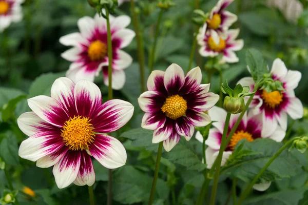 Beyaz ile koyu mor arasında renklendirilmiş tek çiçekli yıldız çiçekleri. Sarı merkezler. Dışarıda, gün ışığında. Dahlia 'nın adı Vielliebchen.