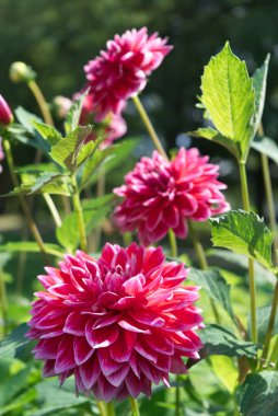 Close-up on raspberry colored Dahlia blossoms with lighter tips named Canby Centennial. Outdoor, backlit by sunlight.