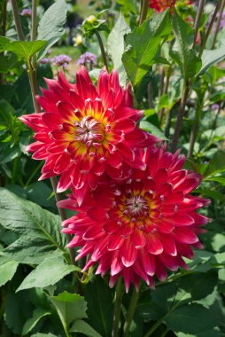 Close-up on miscellaneous dahlia blossoms with red-orange to yellow petals and lighter tips. Dahlias named Hapet Akita. Outdoor, sunlight.