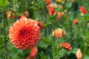 Close-up on an orange ball Dahlia blossom. Blurred Dahlias and foliage in the background.