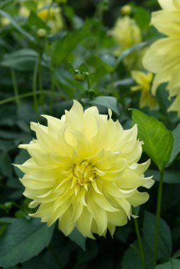 Close-up on a yellow decorative Dahlia blossom named Corinnas Moolight. Blossoms and foliage in the background.
