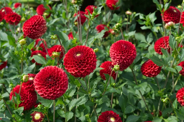 Red ball Dahlias between their leaves and stems named Hapet Red Cutter. Outdoor, sunlight, garden.