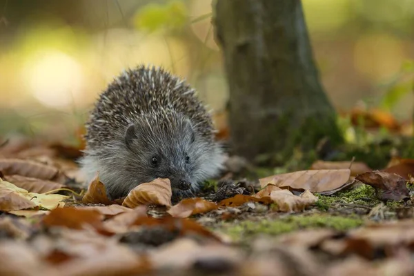 Hedgehog Forest — Stock Photo, Image