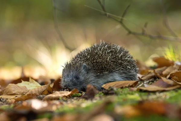 Hedgehog Forest — Stock Photo, Image