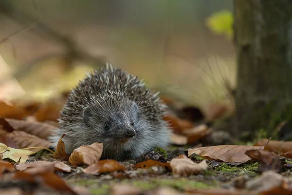 Hedgehog Forest — Stock Photo, Image