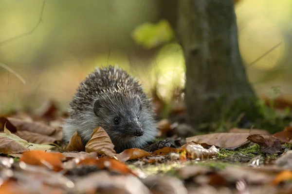 Hedgehog Forest — Stock Photo, Image