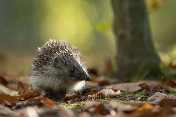 Hedgehog Forest — Stock Photo, Image