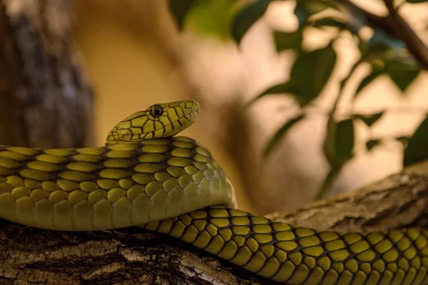 草の中の緑の蛇 — ストック写真