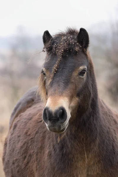 Retrato Caballo — Foto de Stock