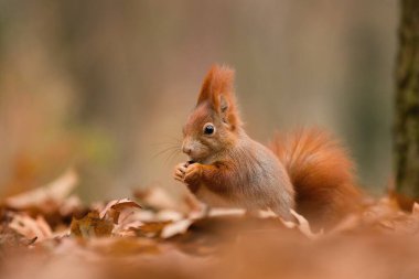 Sonbahar ormanındaki sincap.
