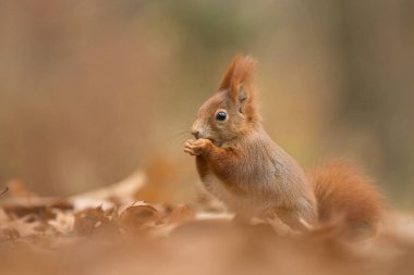 Sonbahar ormanındaki sincap.