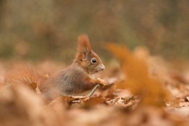 Sonbahar ormanındaki sincap.