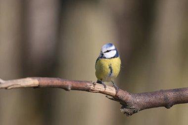 Mavi baştankara dal