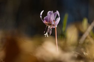 Ormandaki eritranyum mağaraları