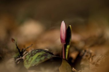 Ormandaki eritranyum mağaraları
