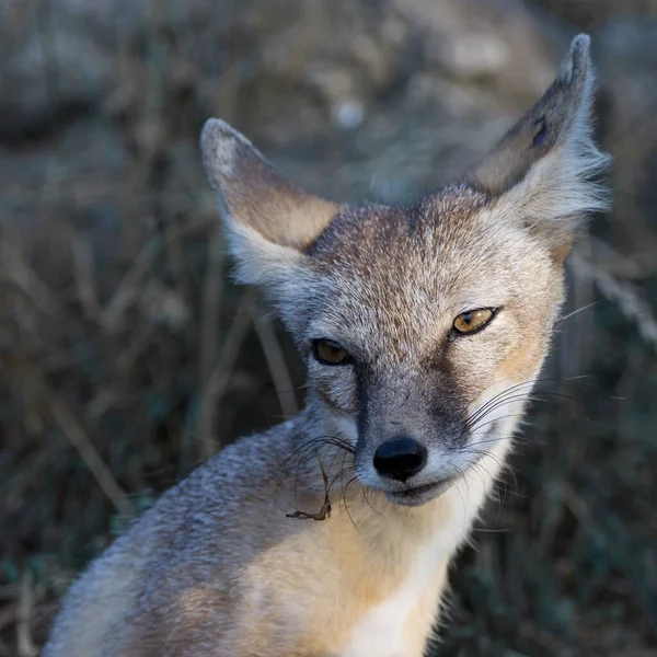 The corsac fox in the zoo