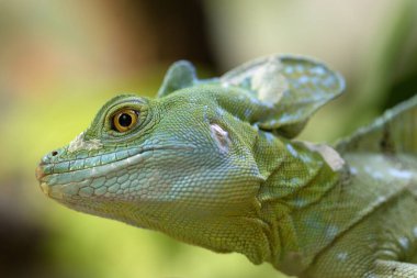basilisk on a branch