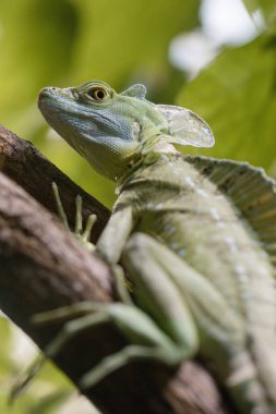 basilisk on a branch