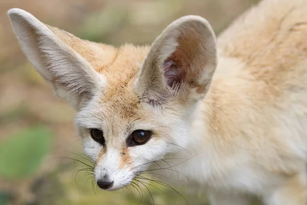 Fennec Лиса Зоопарке — стоковое фото