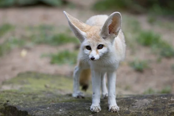 Fennec Лиса Зоопарке — стоковое фото