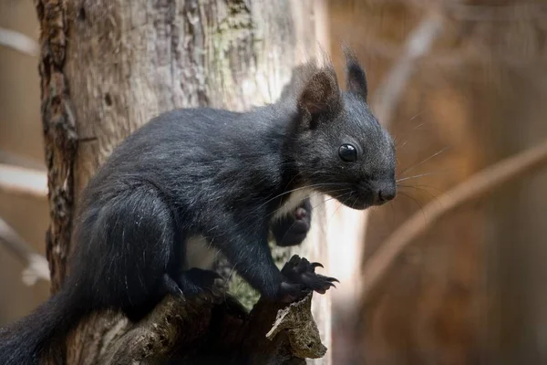 Squirrel Tree — Stock Photo, Image