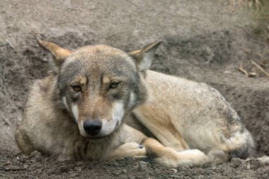 Hayvanat bahçesindeki kurt