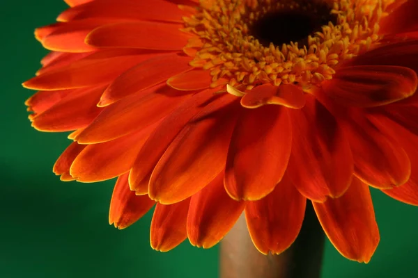 Sehr Schöne Leuchtend Orange Blume Makro lizenzfreie Stockbilder