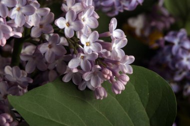 Stüdyoda büyük bir bahar leylağı buketi.